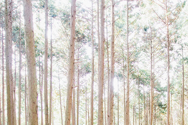 えひめの森と暮らす　リトルブランチ